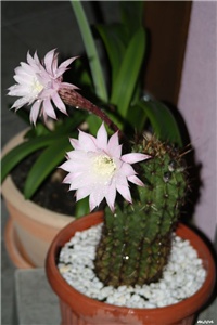 1f85b541-IMG_4942 kaktus.jpg